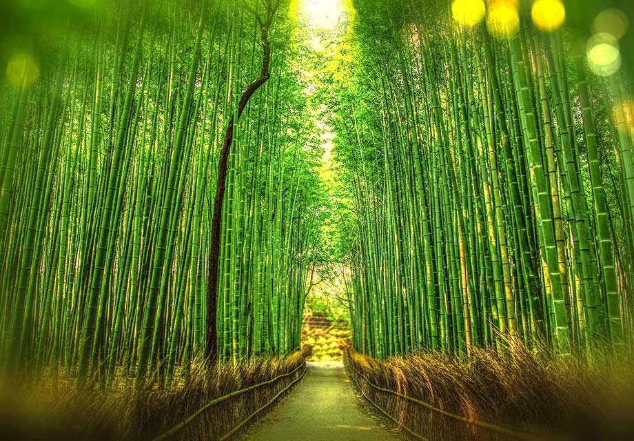 Neden Bambu Ürünler Kullanmalıyız?